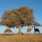 CAMEL RIDE hotel marrakech 5 djellabas