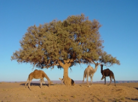 Balade à Dos de Dromadaire