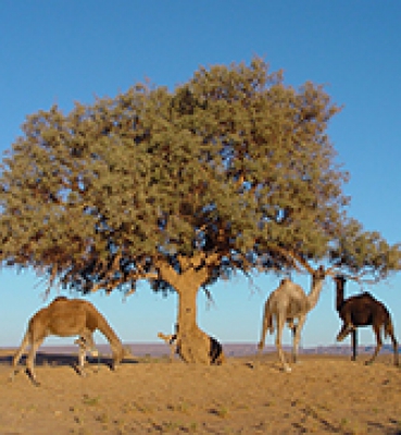 Camel Ride