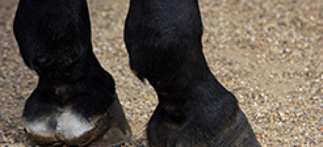 Horse Riding
